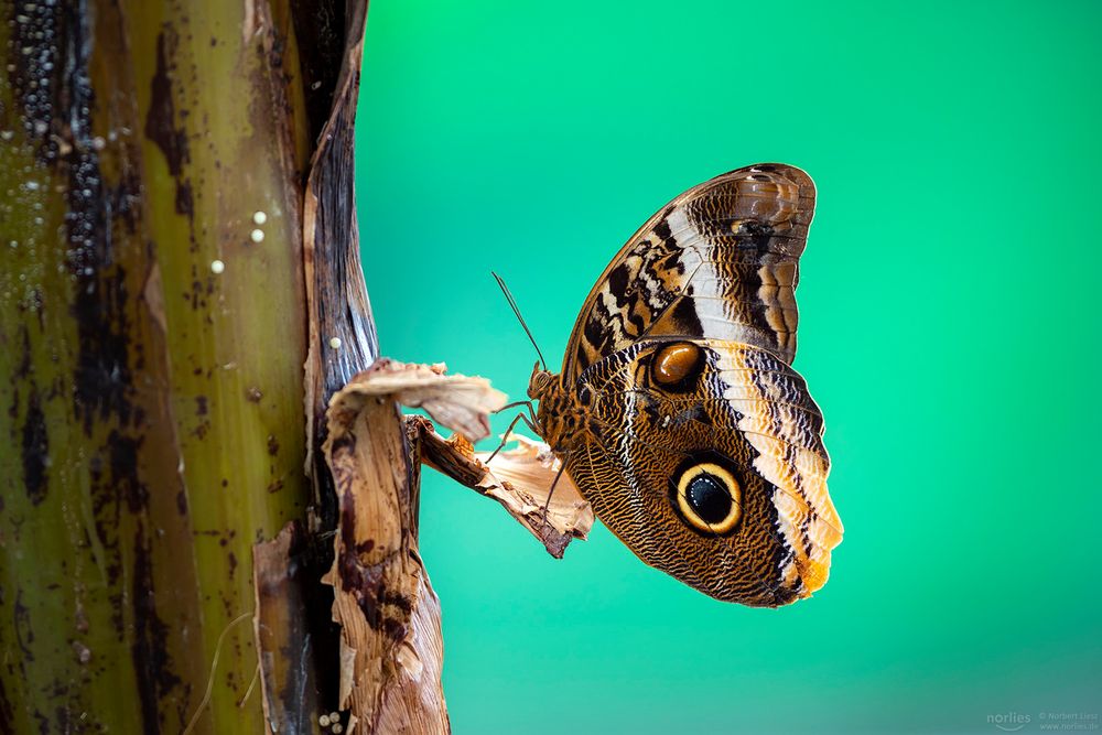 caligo atreus on banana plant