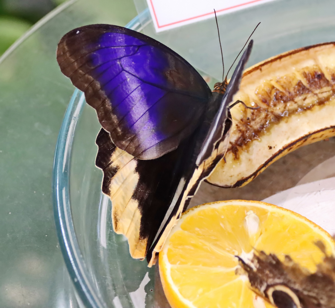 Caligo atreus,Gelbrand-Bananenfalter