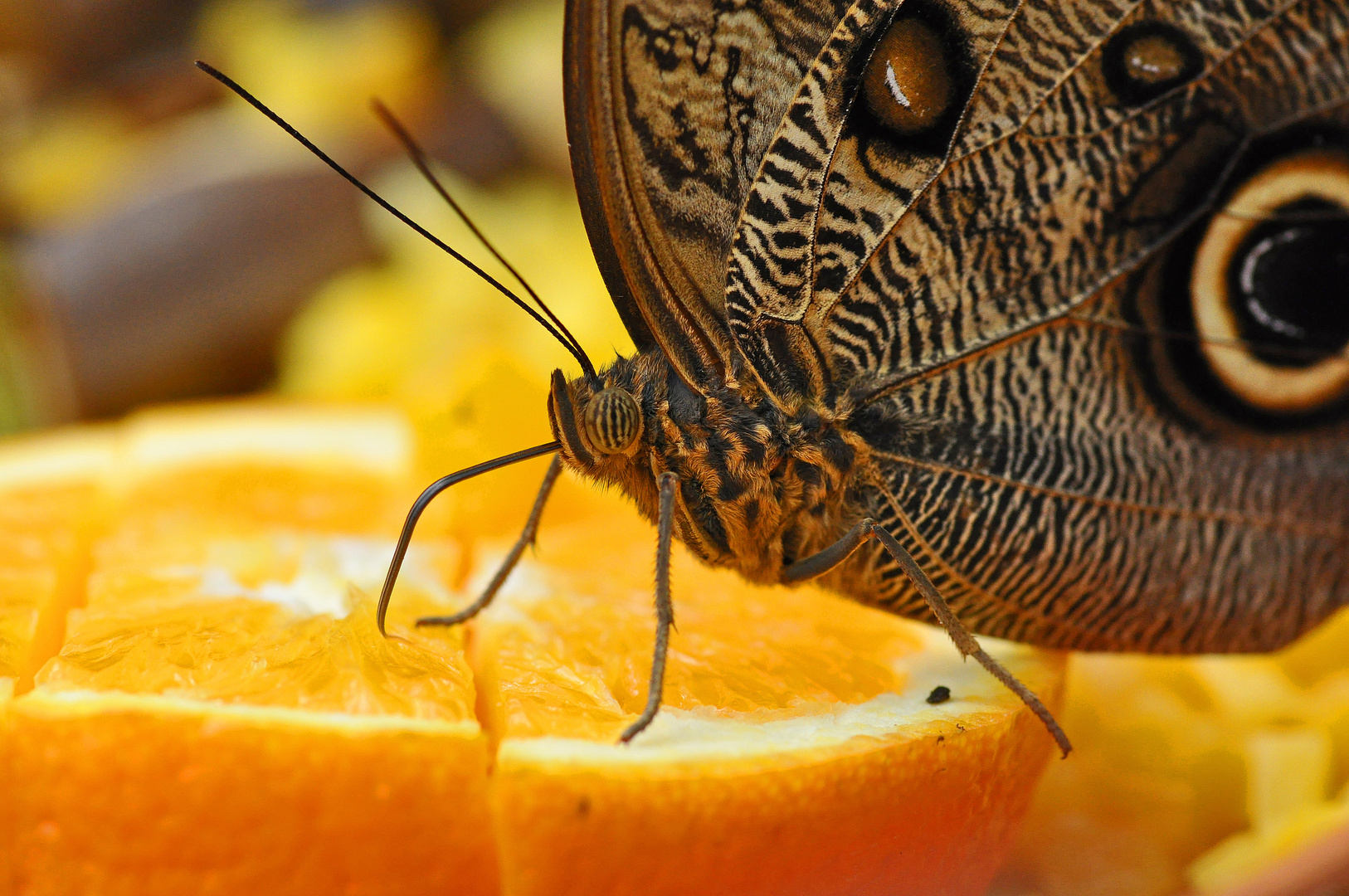 Caligo auf einer Orangenscheibe
