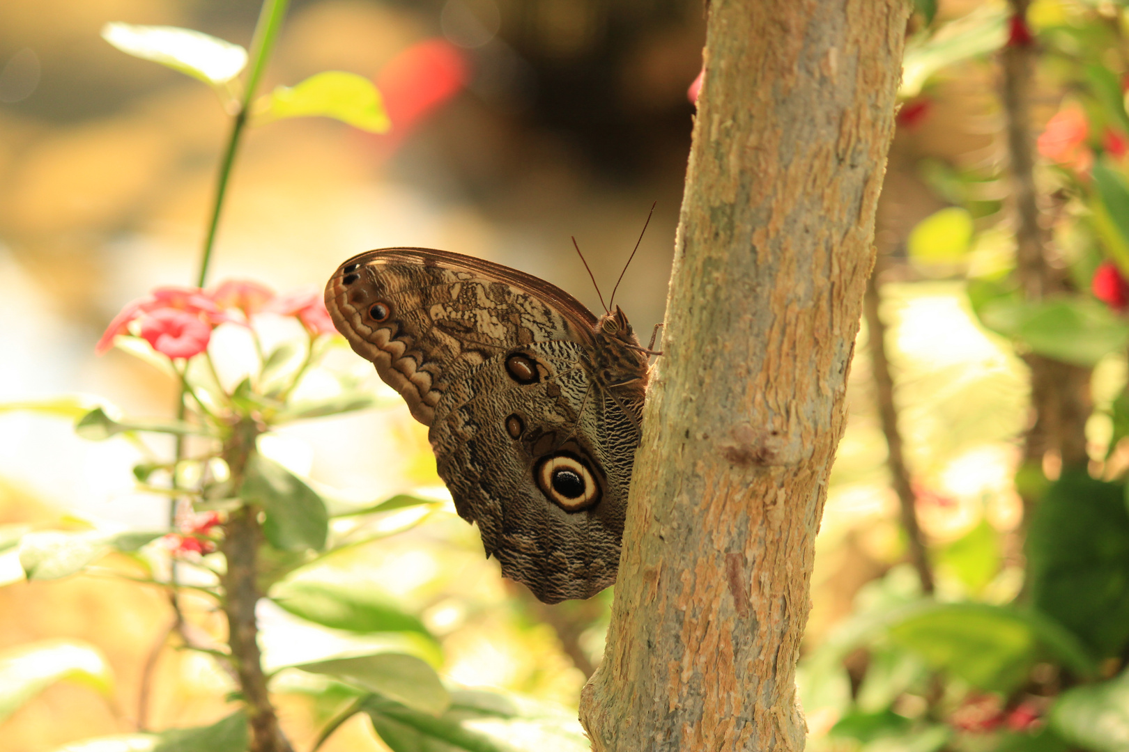 Caligo beltrao (Südamerika)