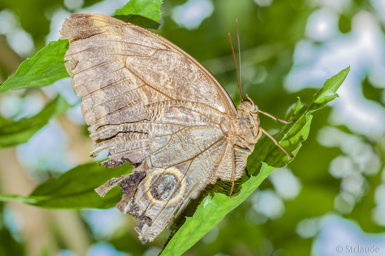 Caligo brasiliensis