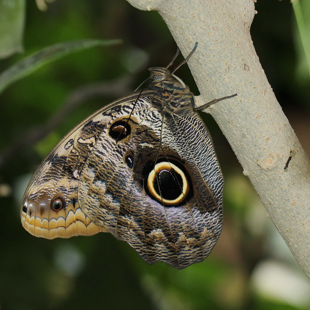 Caligo eurilochus