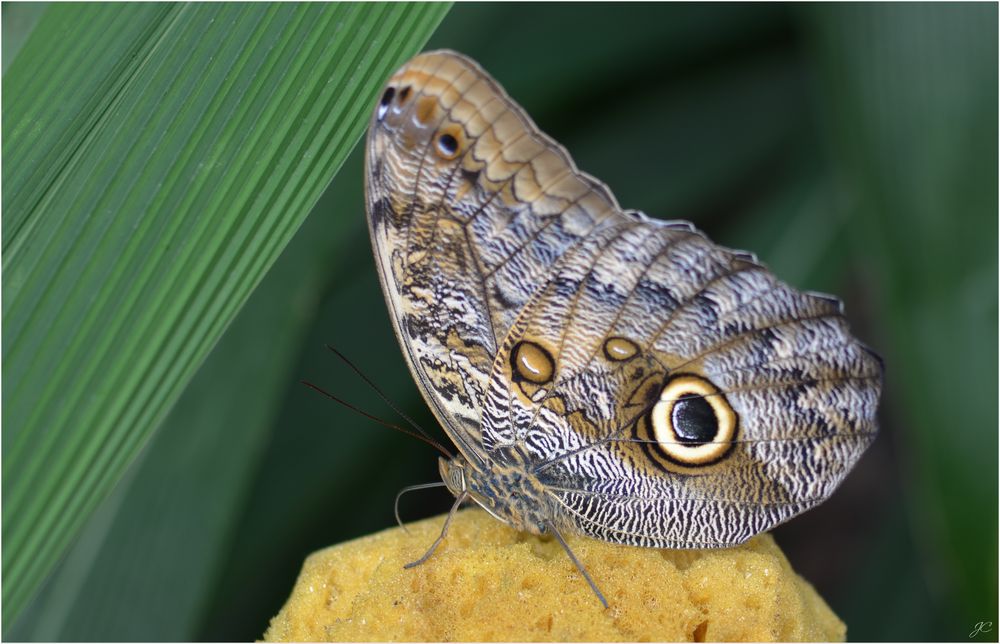 Caligo eurilochus