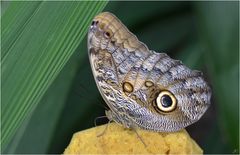 Caligo eurilochus