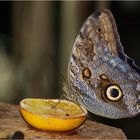 Caligo eurilochus