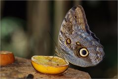 Caligo eurilochus