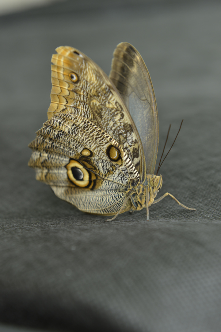 Caligo eurilochus