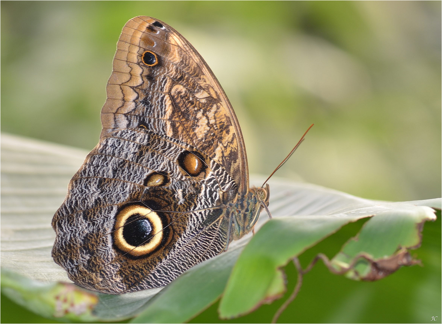 Caligo eurilochus