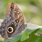 Caligo eurilochus