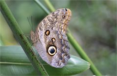 Caligo eurilochus