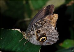 Caligo eurilochus