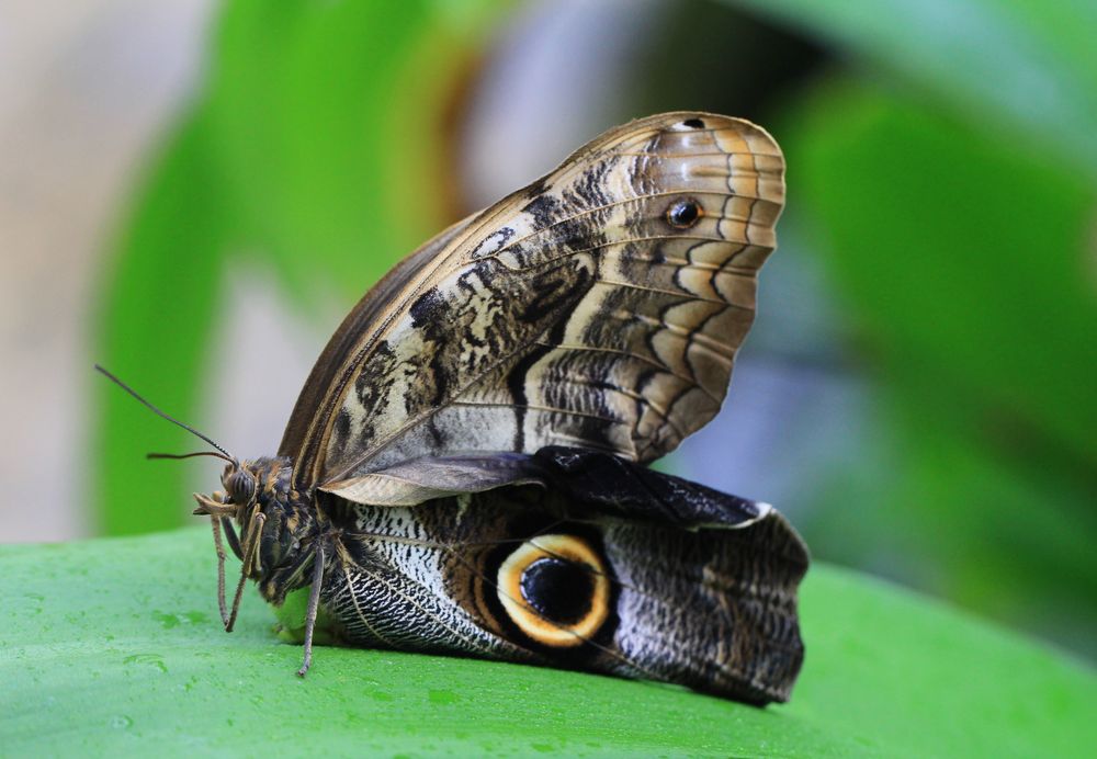 Caligo eurilochus