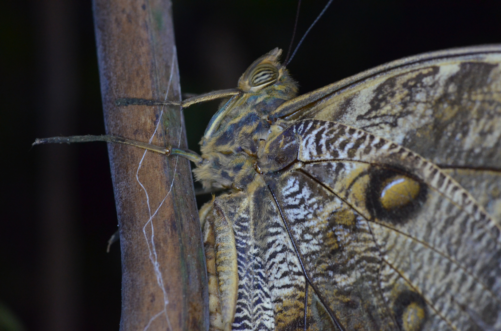 Caligo eurilochus