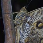 Caligo eurilochus