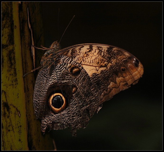 Caligo eurilochus ( Bananenfalter )