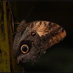 Caligo eurilochus ( Bananenfalter )