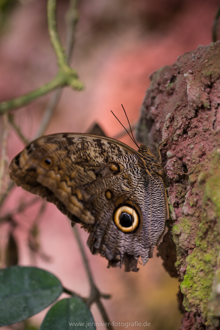 Caligo eurilochus