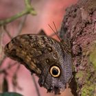 Caligo eurilochus