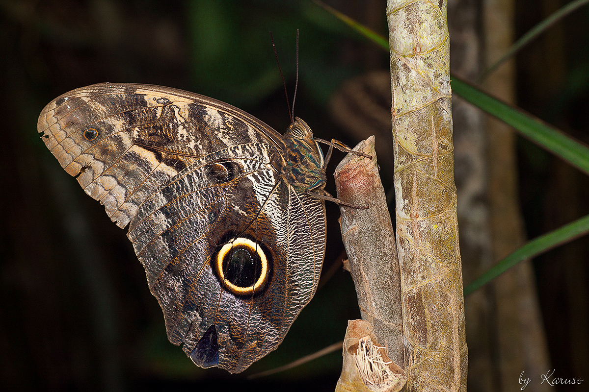 Caligo eurilochus - Gewöhnlicher Bananenfalter