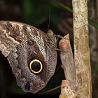 Caligo eurilochus - Gewöhnlicher Bananenfalter