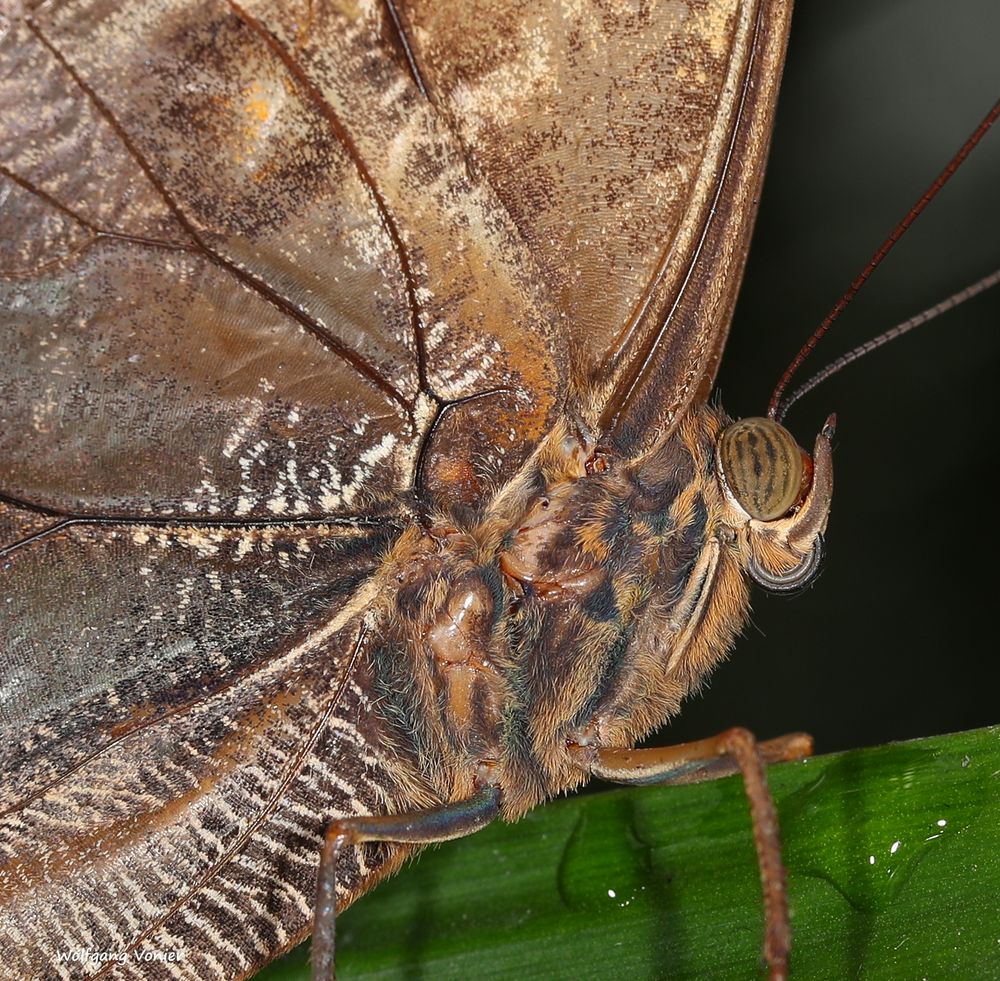 Caligo eurilochus Gewöhnlicher Bananenfater