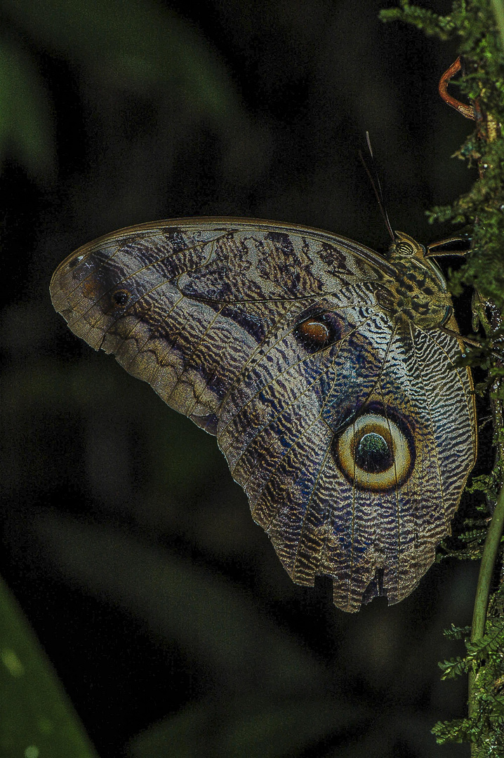 Caligo Guyane.