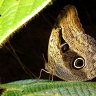 Caligo Idomeneus