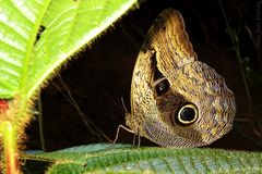 Caligo Idomeneus