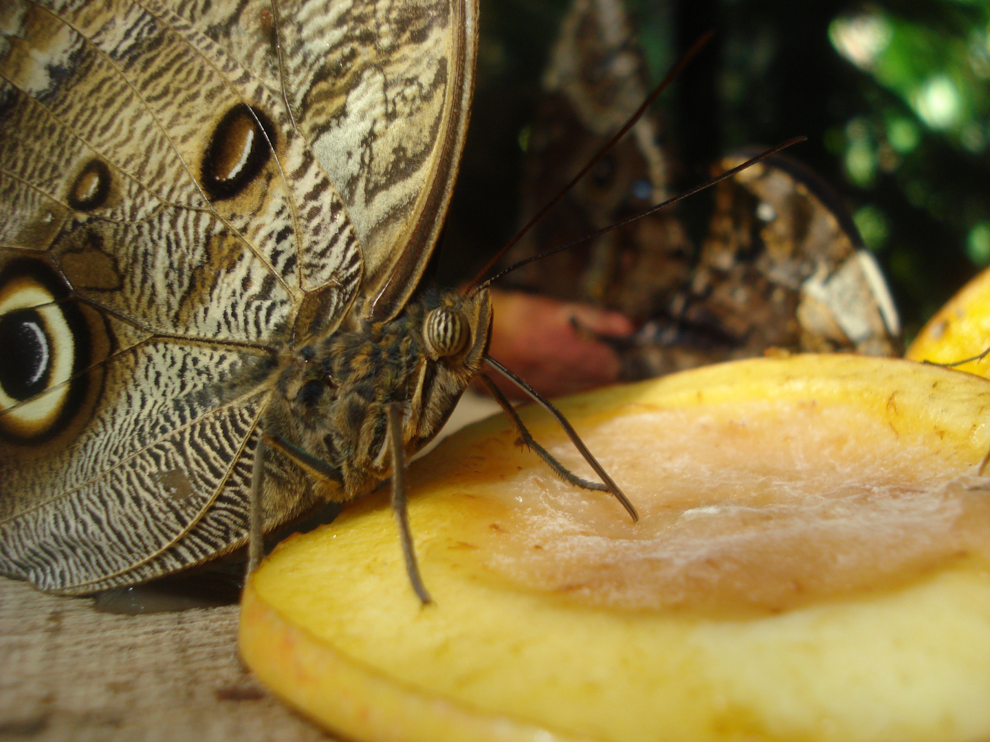 Caligo idomeneus