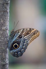 Caligo illioneus oberon