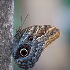 Caligo illioneus oberon