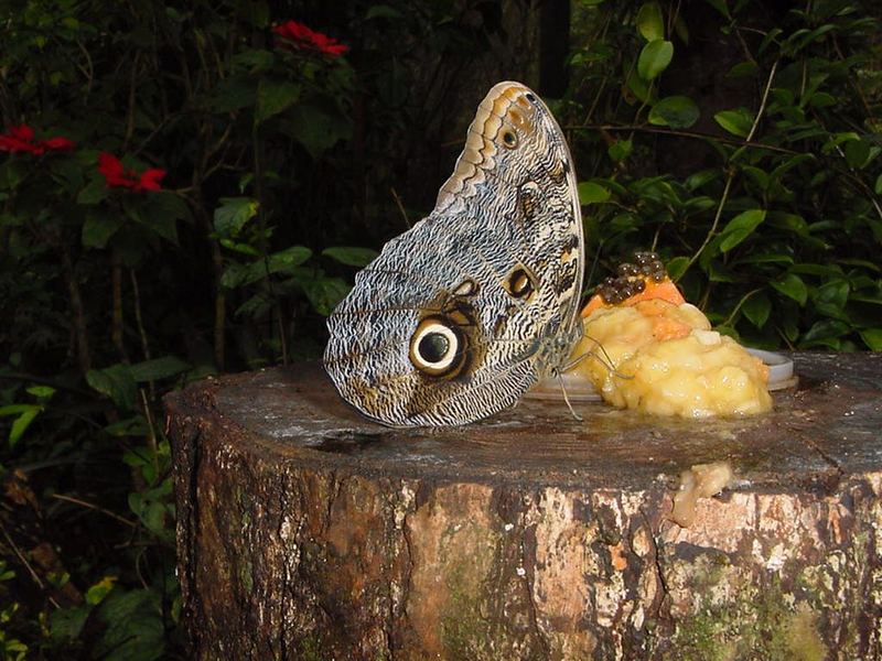 Caligo Illioneus pampeiro