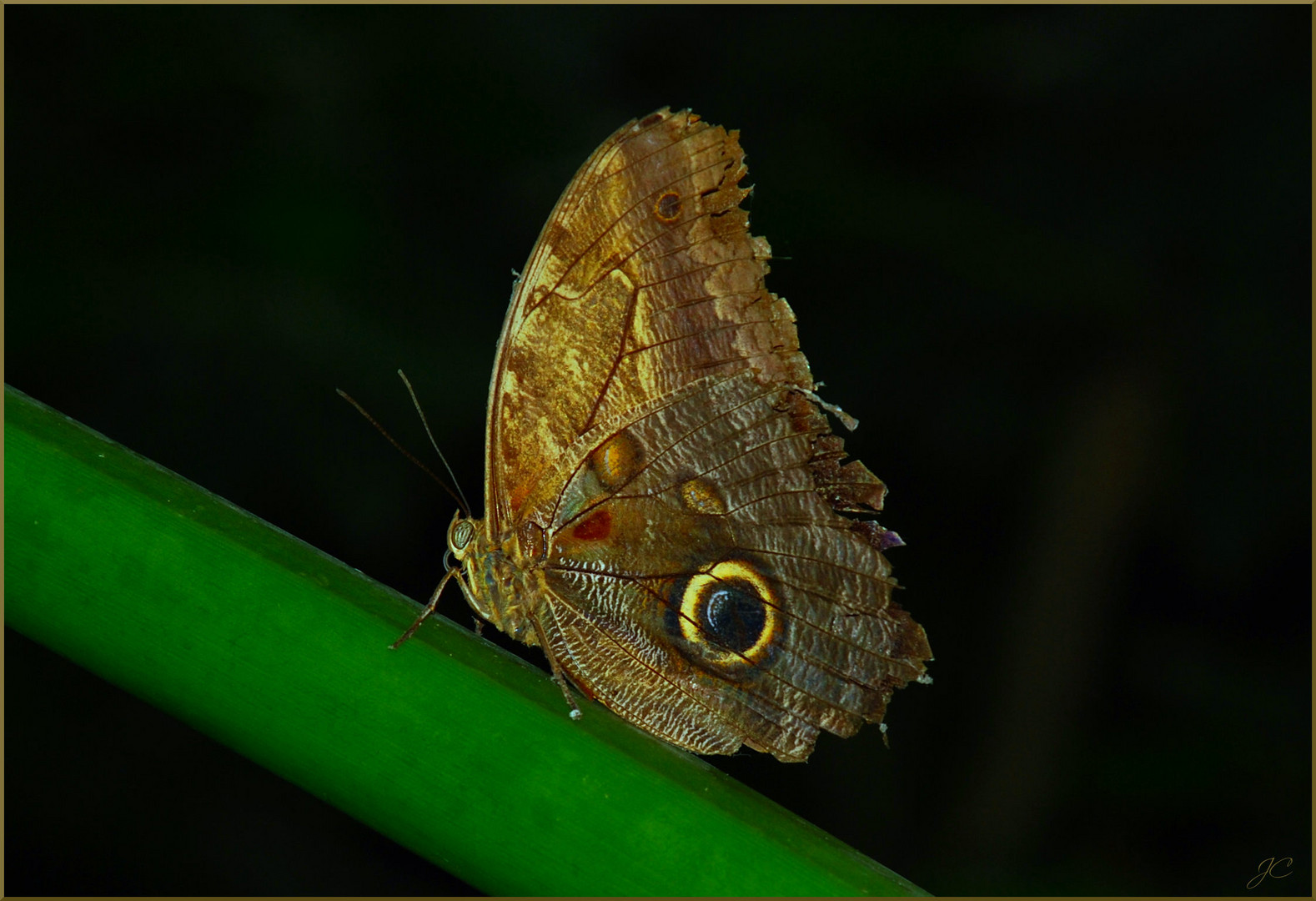 Caligo memnon