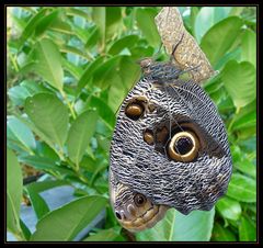 Caligo memnon