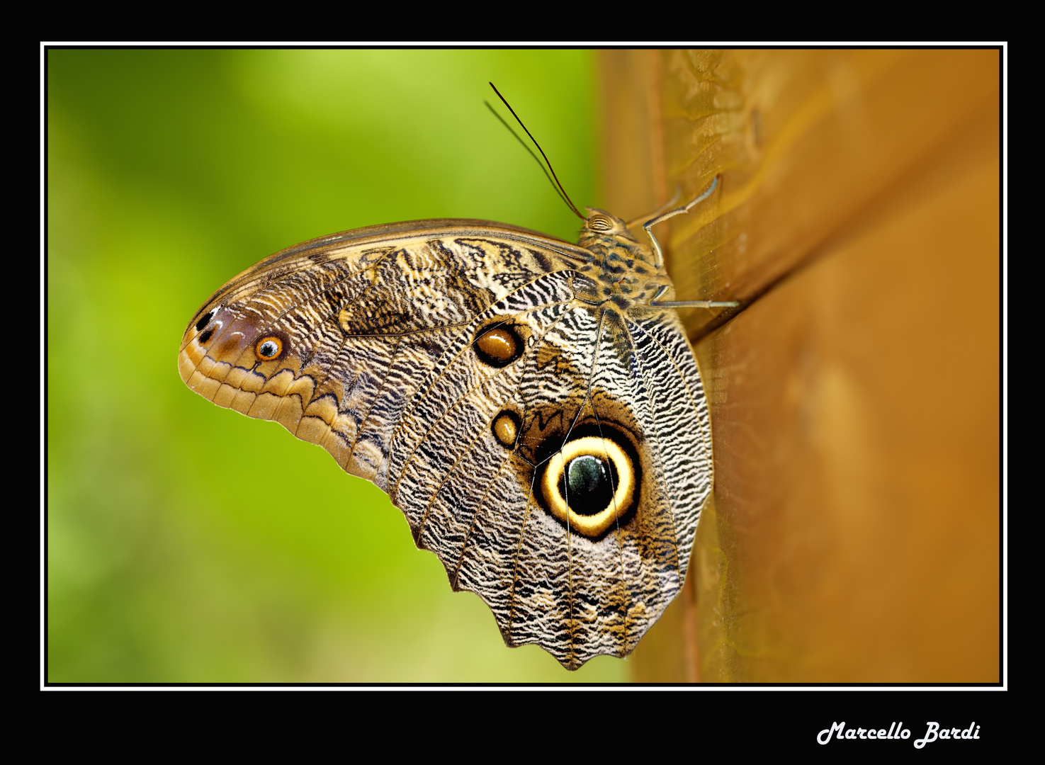 Caligo memnon