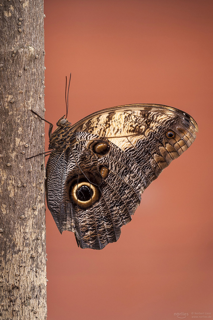 caligo memnon