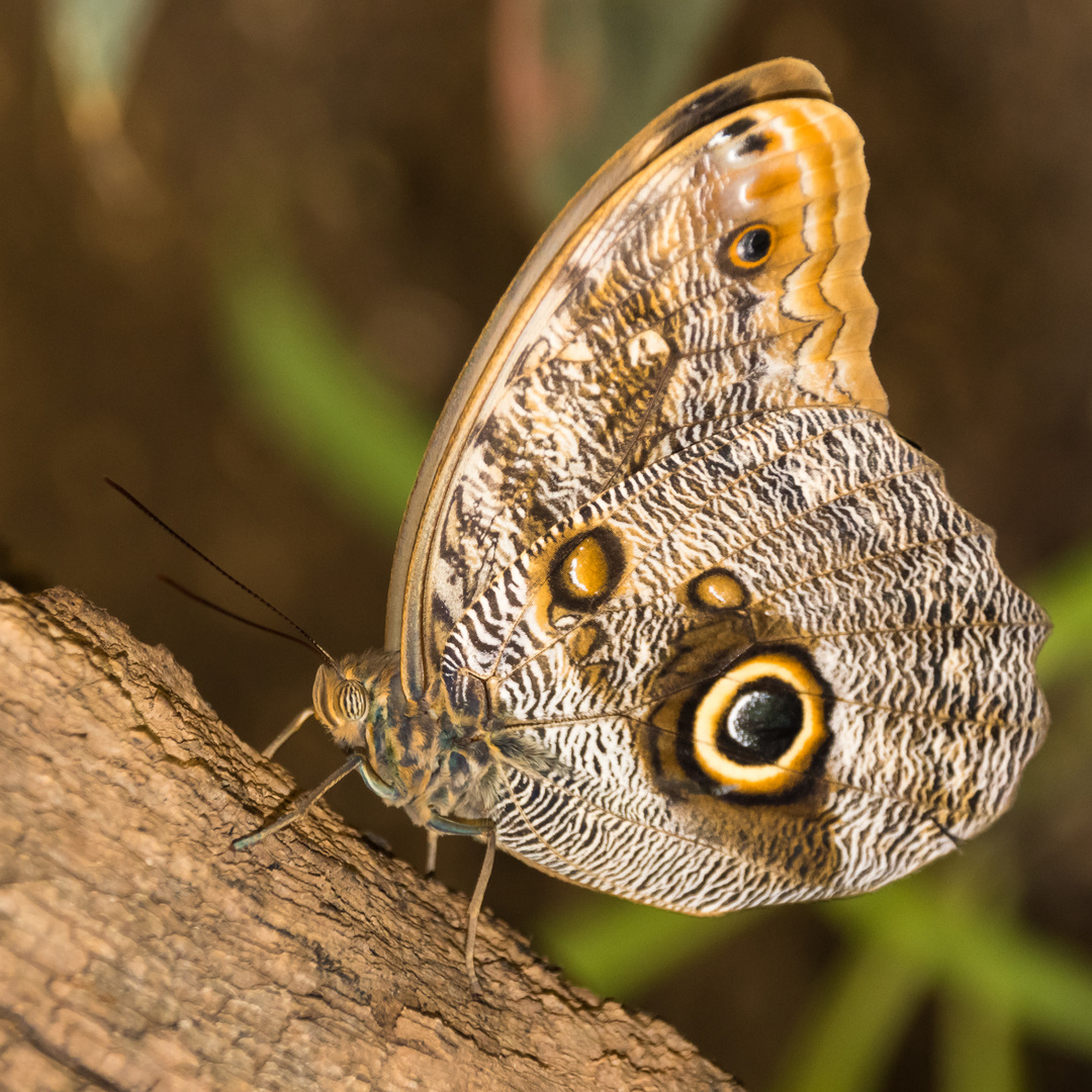 Caligo memnon