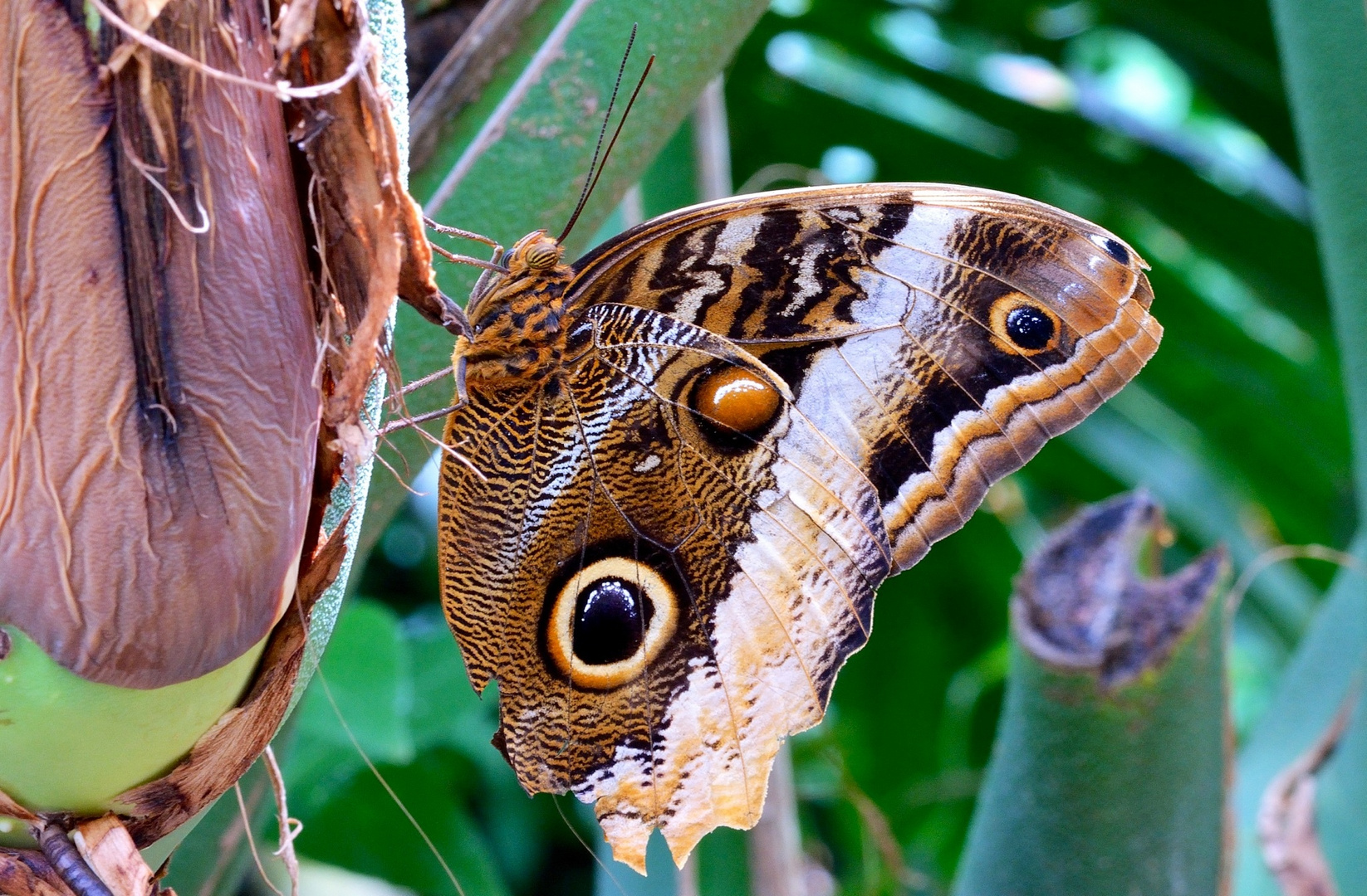 Caligo memnon