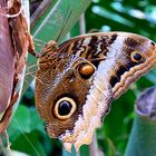 Caligo memnon