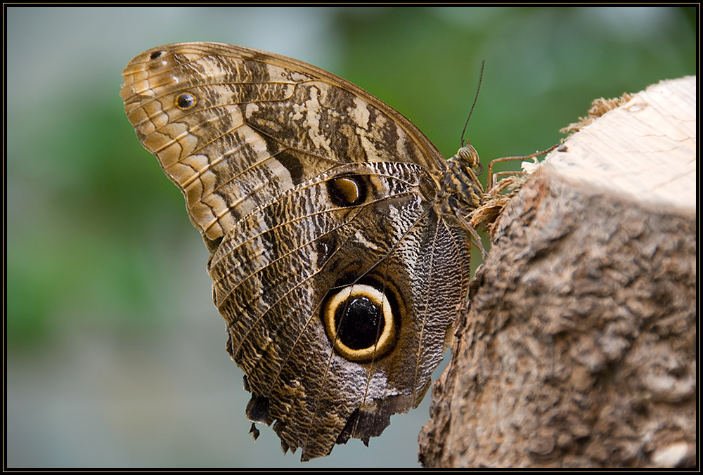 Caligo memnon aus Wien