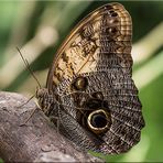 CALIGO MEMNON