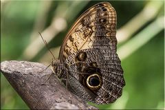 CALIGO MEMNON