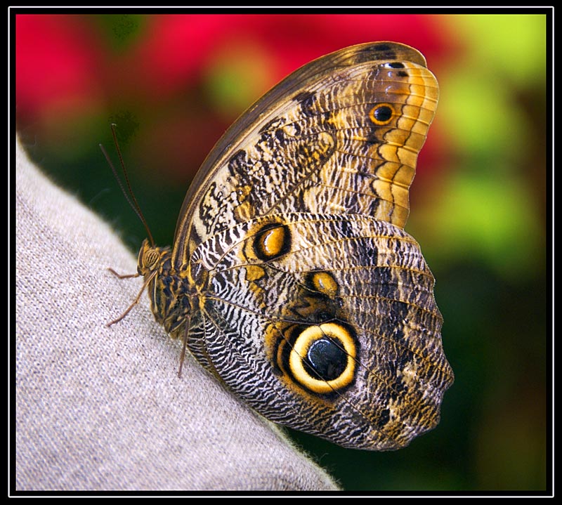 Caligo memnon