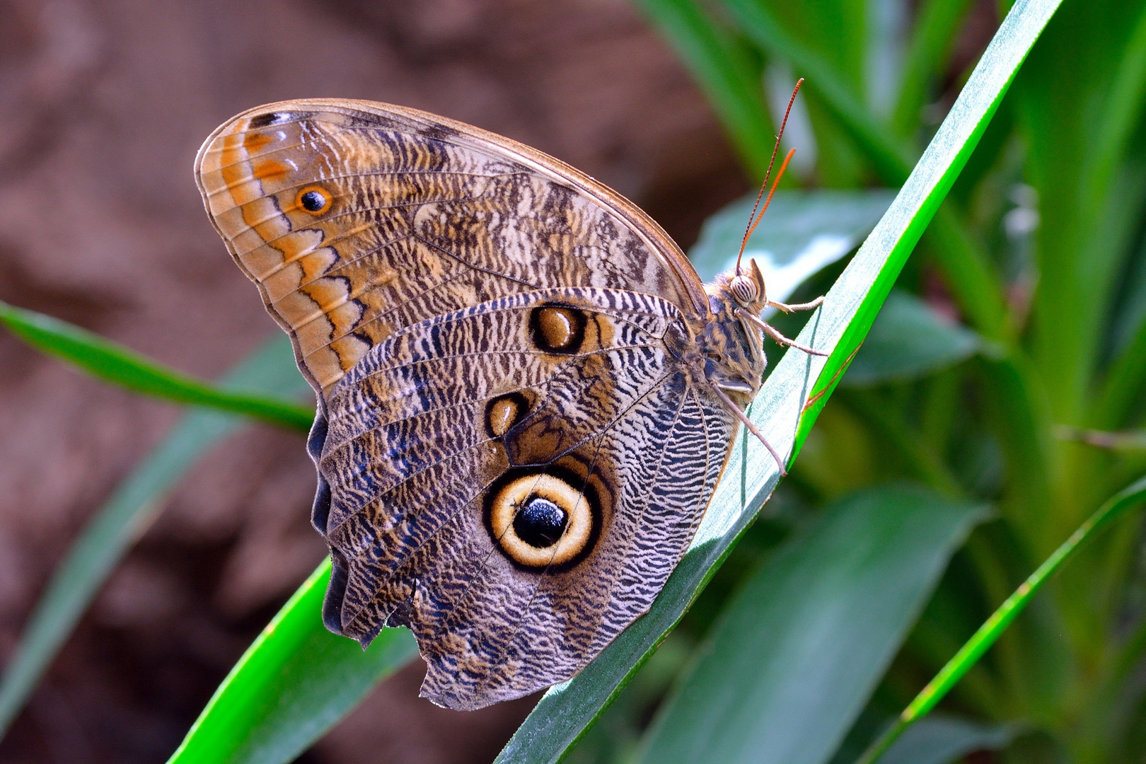 Caligo memnon ( farfalla civetta )