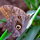 Caligo memnon ( farfalla civetta )