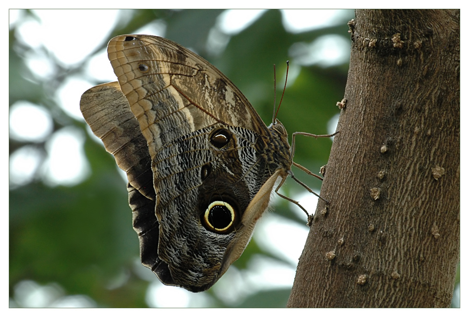 Caligo memnon