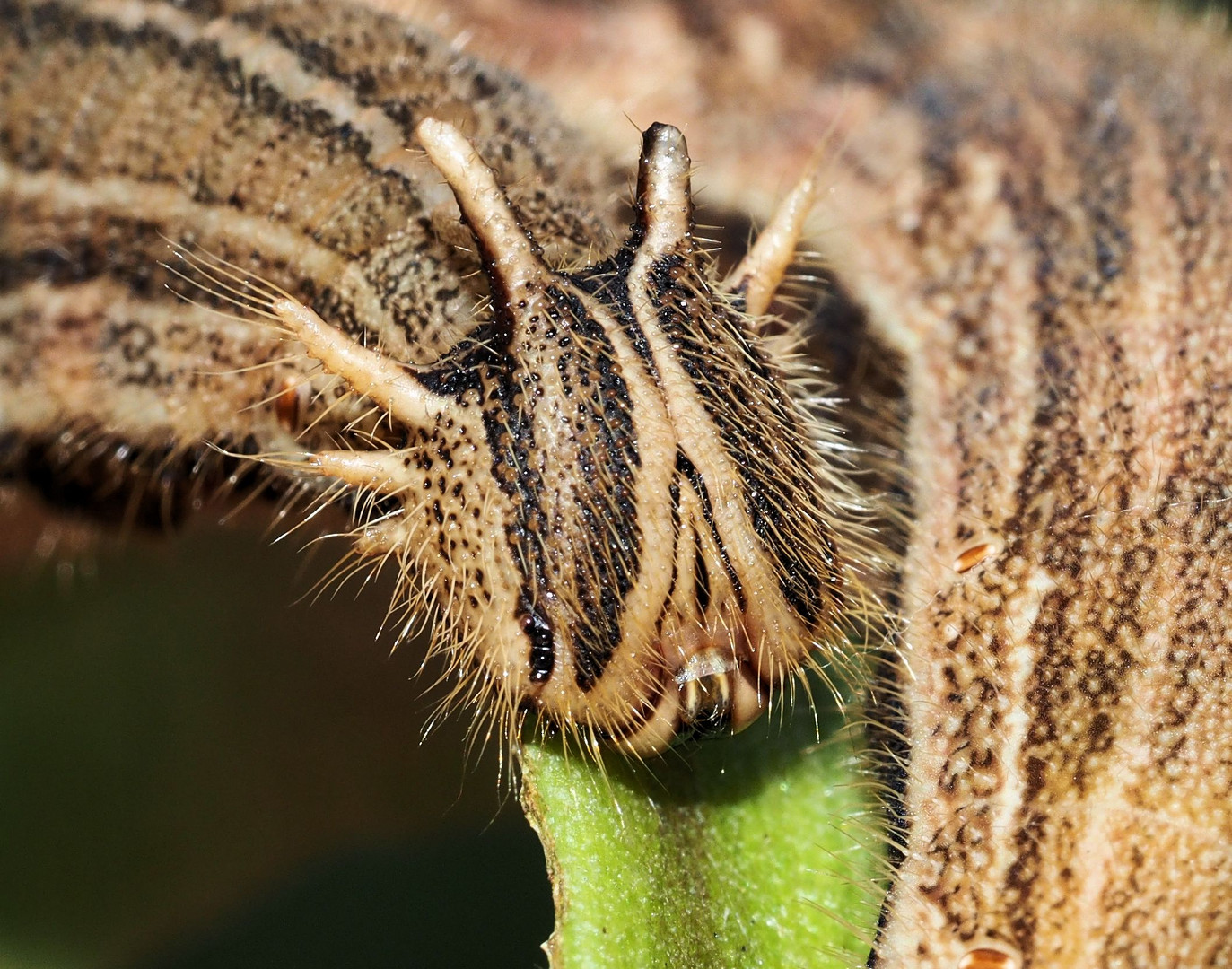 Caligo memnon Raupe