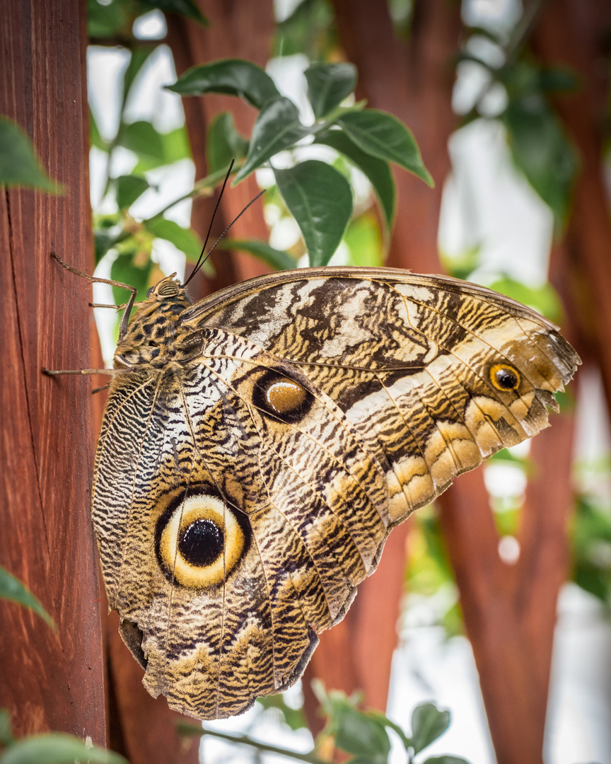 Caligo memnon Schmetterling