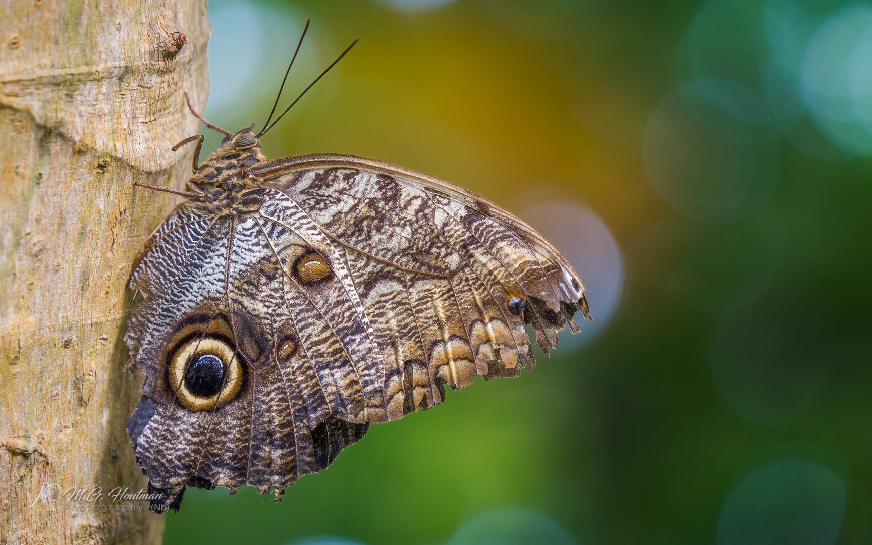 Caligo (Nymphalidae) Butterfly