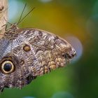 Caligo (Nymphalidae) Butterfly